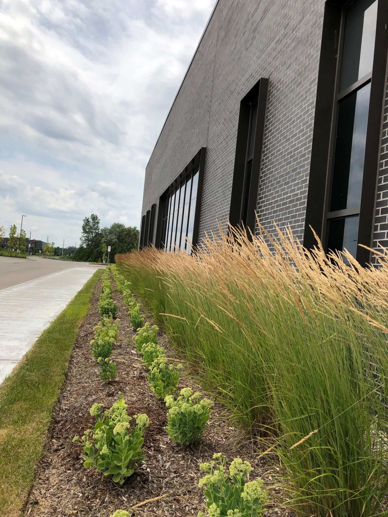 Ornamental grasses and sedum planted along a commercial building